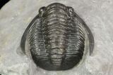 Cornuproetus Trilobite Fossil - Ofaten, Morocco #125237-3